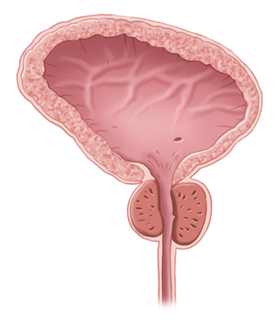 Normal prostate illustration.